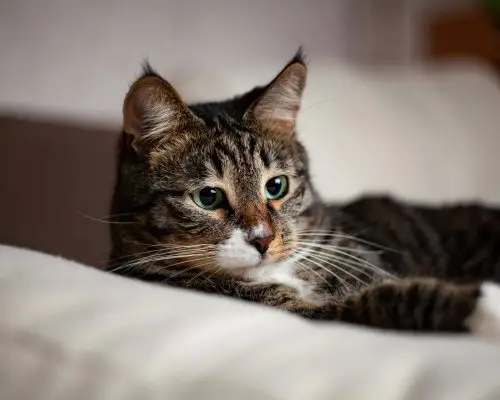 Como identificar gripe felina? clínica veterinária 24h