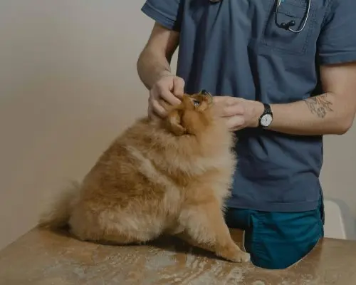 Engasgamento: como agir até chegar ao 24h, clínica veterinária 24h