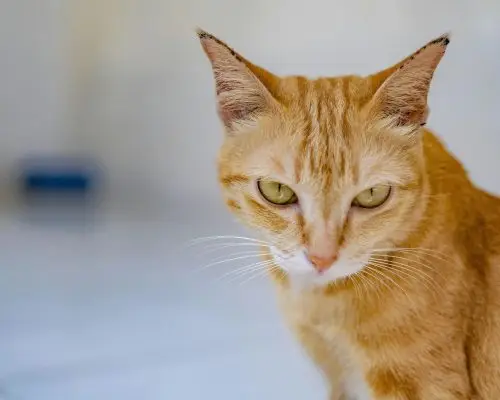 Meu gato está com sangue na urina: o que pode ser? clínica veterinária 24h