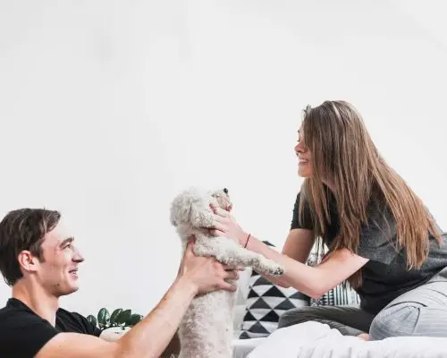 Como adaptar um pet adotado na nova casa? clínica veterinária 24h