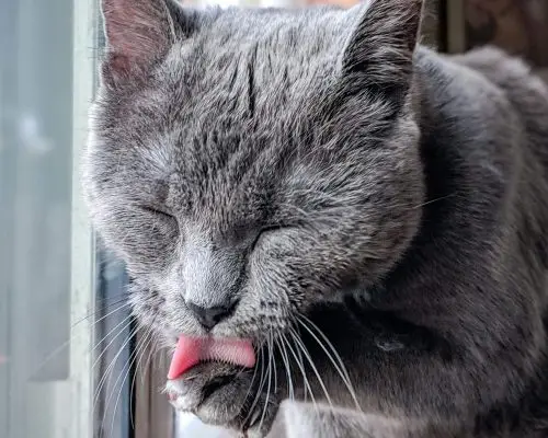 Por que meu gato se lambe compulsivamente? clínica veterinária 24h