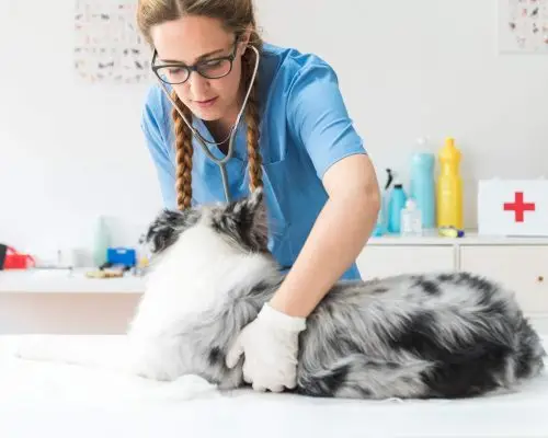 Fraqueza súbita em cães: causas mais comuns na emergência, clínica veterinária 24h