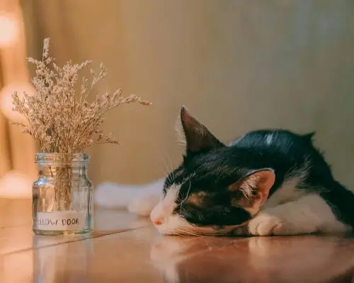 Gato idoso dormindo demais: é sinal de doença? clínica veterinária 24h