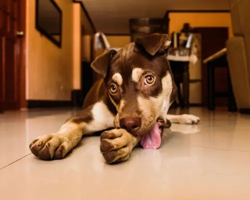 O que significa quando o cachorro lambe muito as patas? clínica veterinária 24h