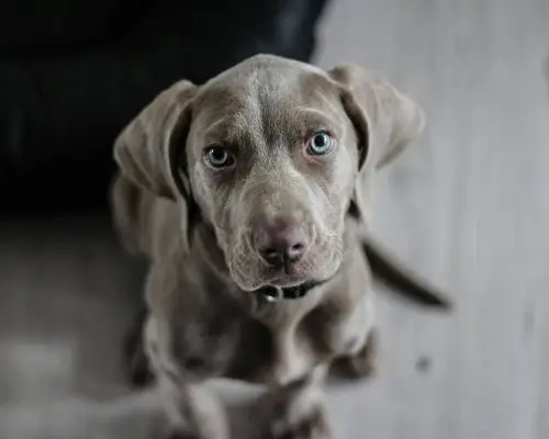 Como saber se meu pet está desidratado? clínica veterinária 24h
