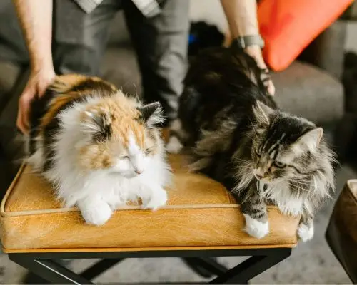 Como ajudar o gato a se adaptar a um novo pet? clínica veterinária 24h