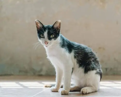 Meu gato está muito magro mesmo comendo bem: por quê? clínica veterinária 24h