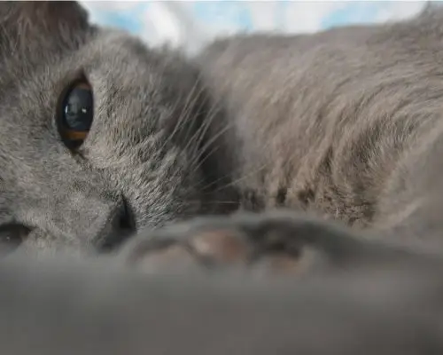 Como saber se meu gato tem problema no fígado? clínica veterinária 24h