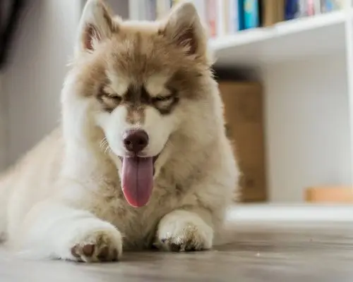 Cachorro ofegante dentro de casa: 5 causas perigosas, clínica veterinária 24h