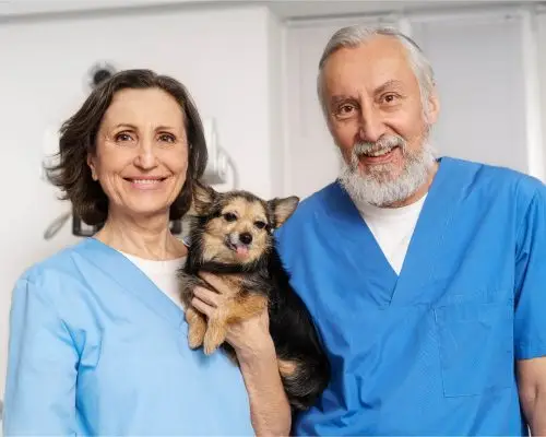 É melhor consultar um clínico geral ou um especialista? clínica veterinária 24h