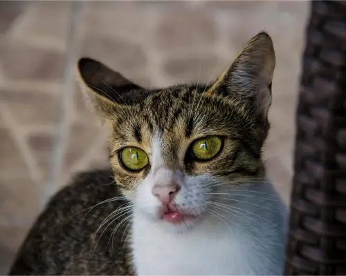 Meu gato está babando: pode ser intoxicação? clínica veterinária 24h