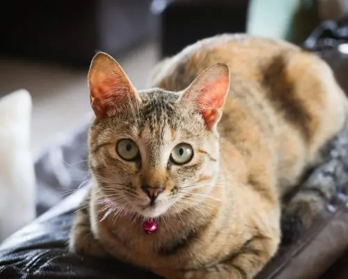 O que significa quando o gato não mia mais? clínica veterinária 24h