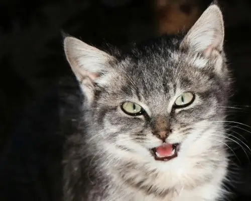 Gato ofegante: quando é emergência? clínica veterinária 24h