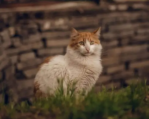 O que significa quando o gato não usa a caixa de areia? clínica veterinária 24h