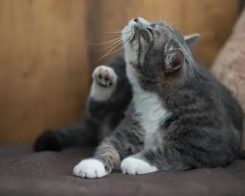 Meu gato arranca os próprios pelos: pode ser dermatite? clínica veterinária 24h