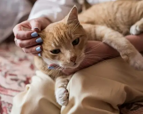 Como saber se o gato tem hipertensão? clínica veterinária 24h