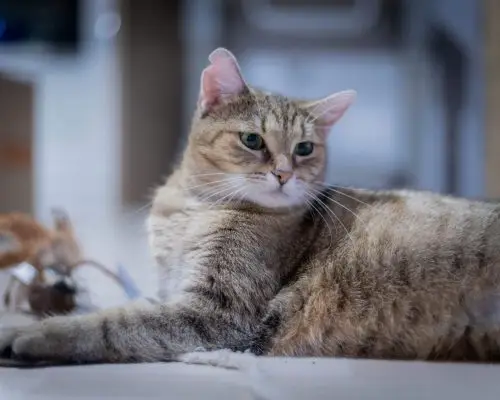 Meu gato parou de brincar: é depressão felina? clínica veterinária 24h