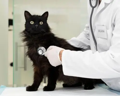 Como identificar doença cardíaca em gatos? clínica veterinária 24h