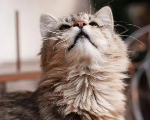 O que significa quando o gato baba ao ronronar? clínica veterinária 24h