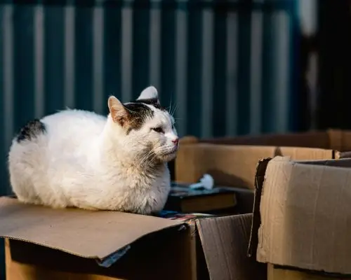 Como adaptar um gato idoso a uma nova casa? clínica veterinária 24h