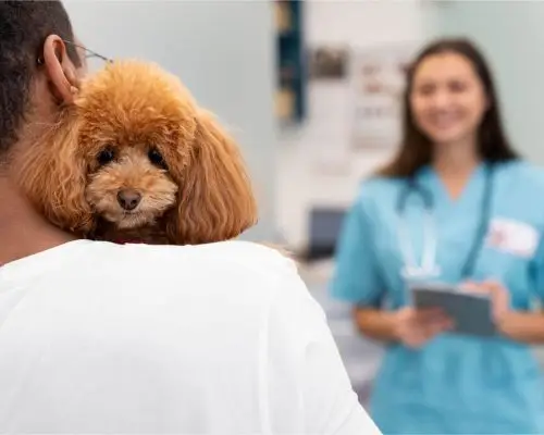 Clínica veterinária ou hospital veterinário: qual a diferença? clínica veterinária 24h