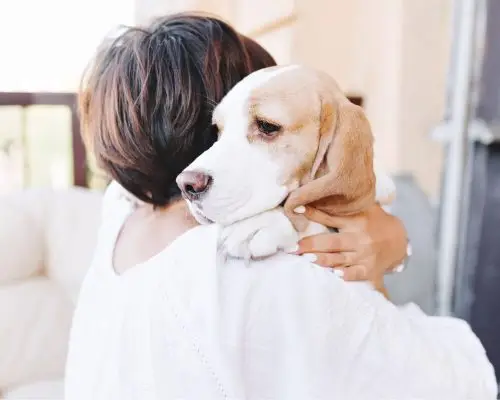Atendimento de emergência em pets oncológicos, clínica veterinária 24h