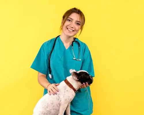 Atendimento de sobreaviso x veterinário 24h: qual a diferença? clínica veterinária 24h