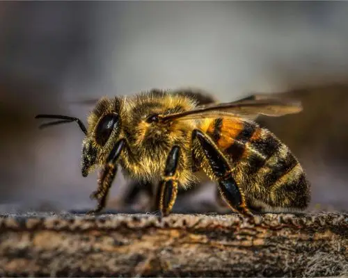 O que fazer se o cachorro for picado por abelha ou cobra? clínica veterinária 24h