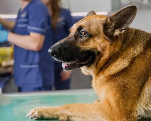 Atendimento veterinário de emergência aceita convênio? clínica veterinária 24h