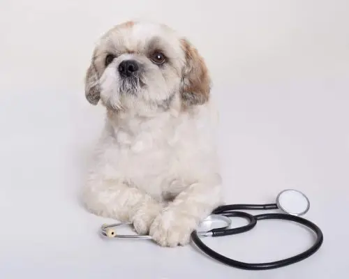 Atendimento veterinário de emergência em feriados: como funciona, clínica veterinária 24h