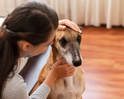 Como agir quando o pet está com dificuldade de respirar, clínica veterinária 24h