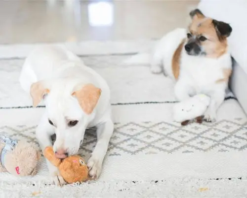Como evitar brigas entre cães dentro de casa, clínica veterinária 24h