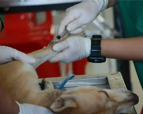 Atendimento veterinário de emergência salva vidas? clínica veterinária 24h