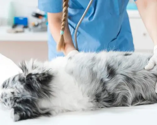 Cão com parada respiratória: como é o atendimento de emergência, clínica veterinária 24h