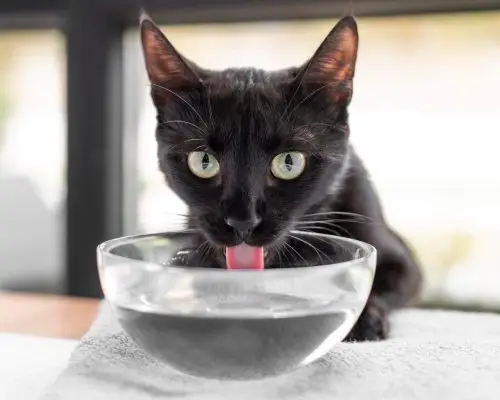 Como fazer o pet beber mais água, clínica veterinária 24h