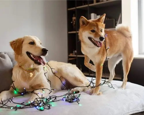 Choque elétrico em pets: o que o hospital veterinário faz, clínica veterinária 24h