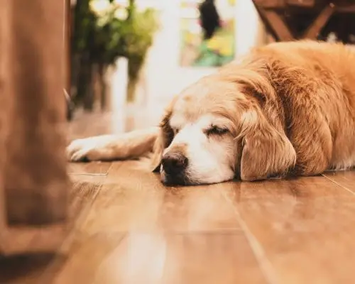 Como identificar pancreatite no pet em casa, clínica veterinária 24h