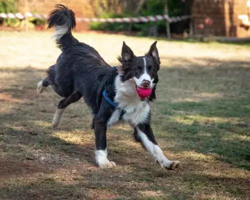 Como lidar com cães hiperativos, clínica veterinária 24h