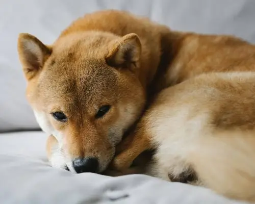 Quais são os sinais de dor no cachorro? clínica veterinária 24h