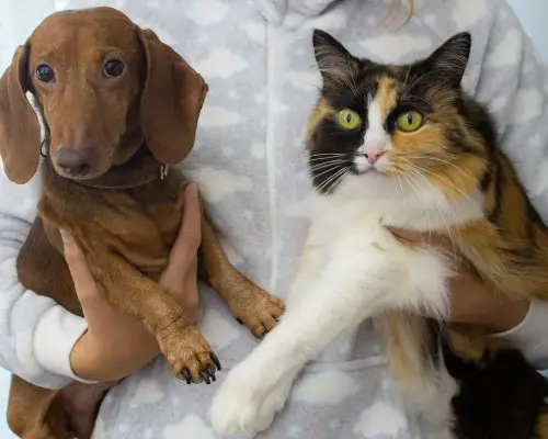 Como lidar com ciúmes entre pets, clínica veterinária 24h