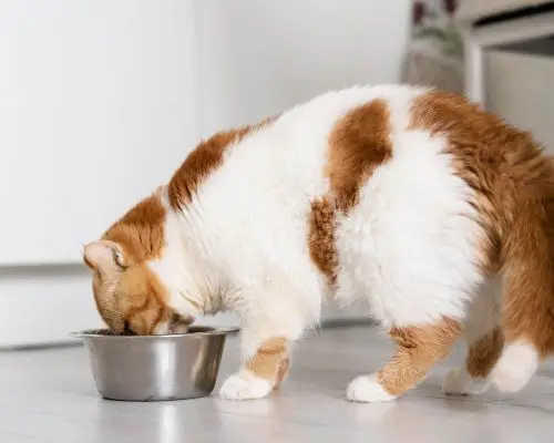 Como lidar com pets que comem muito rápido, clínica veterinária 24h