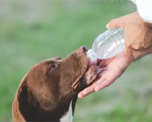 Como lidar com queimadas e ar seco na região, clínica veterinária 24h