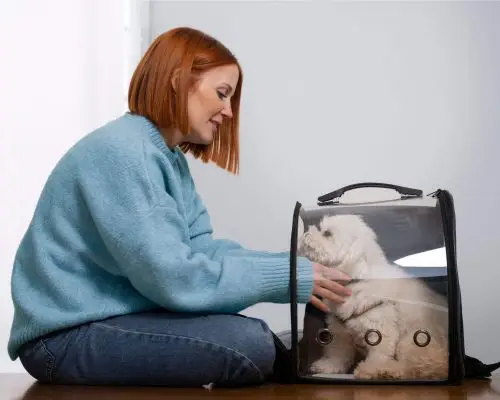 Como preparar o pet para a primeira consulta na clínica, clínica veterinária 24h