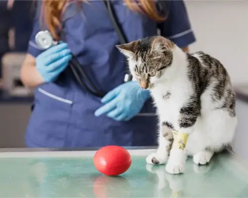 O que é considerado hospital veterinário? clínica veterinária 24h