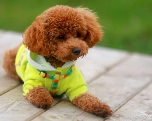 Como proteger o pet no inverno, clínica veterinária 24h