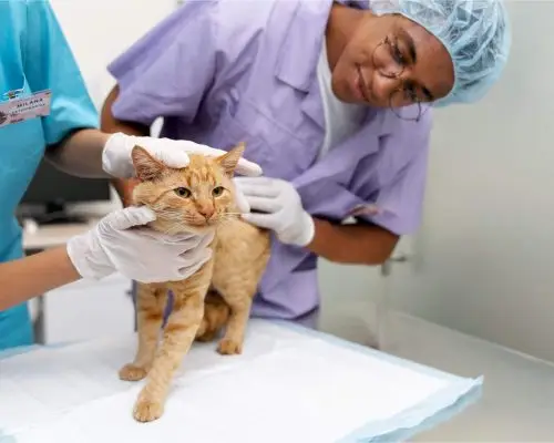 Clínica veterinária com especialistas: vantagens reais, clínica veterinária 24h