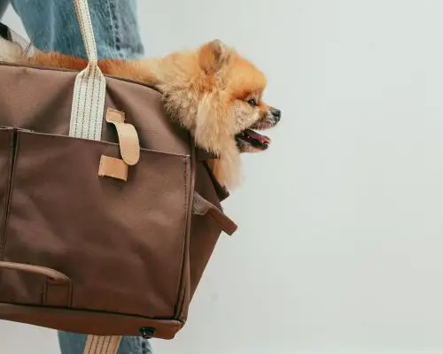 O que levar no atendimento veterinário de emergência? clínica veterinária 24h