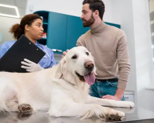 O que perguntar ao chegar em clínica veterinária 24h? clínica veterinária 24h
