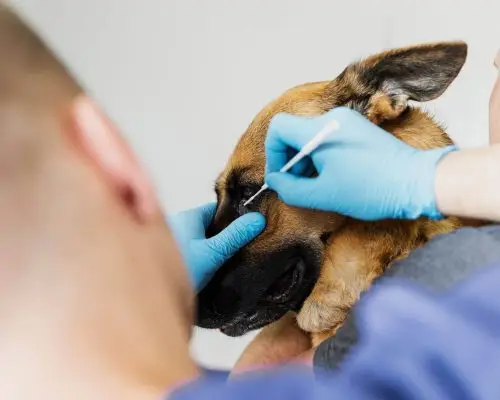 Oftalmologista veterinário em emergência: em que casos? clínica veterinária 24h