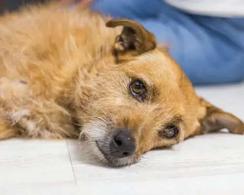 Como transportar o pet em emergência sem piorar a lesão, clínica veterinária 24h